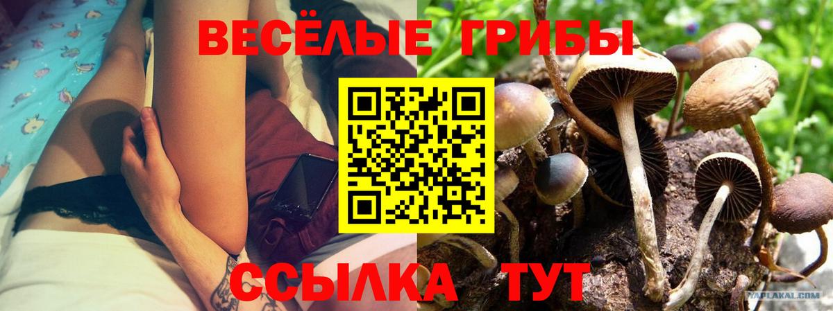Псилоцибиновые грибы прущие грибы Тимашёвск
